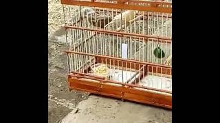 Fêmea Filo Com Seu Filhote Tomando Um Sol