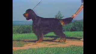 Gordon Setter - AKC Dog breed series