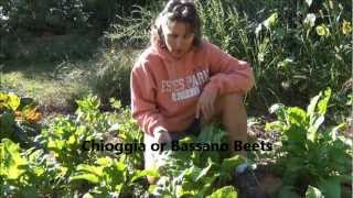 Growing Tips  While Harvesting Beets