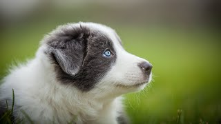 The Charming Vocalizations of the Australian Shepherd