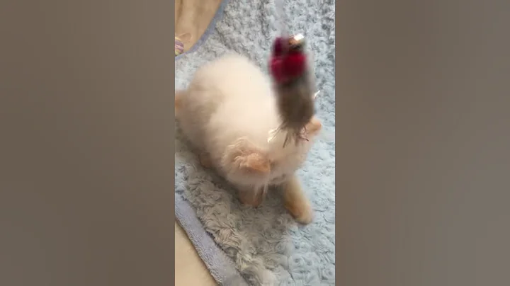 Watch the video about Furrbcats-Twister and Jake's Flame Point ELH Kitten.