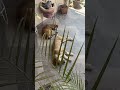 Yo los resguardo pero necesitamos pastillas para las garrapatas quien nos apoya#adoptánocomprés