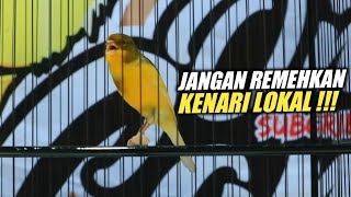 Langsung Gacor | Kenari lokal tembakan keras pancingan kenari paud