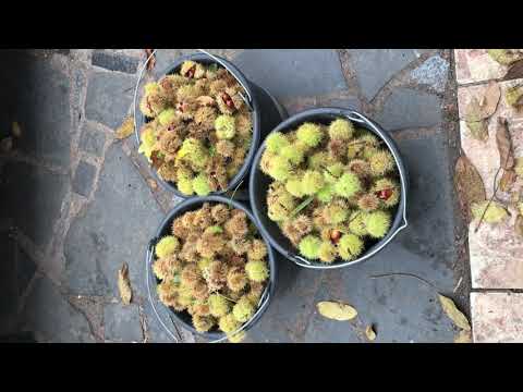 Каштан Їстивний 