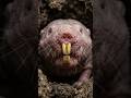 The Only Mammal With No Recorded Cancer — and It Cannot Feel Pain.  #animalfacts #nakedmolerat