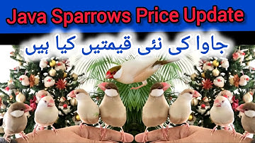Java Sparrows ki Nayi Qeemten | Java Finch Prices | Jaal Rate | Birds Prices Update Lalukhet Karachi