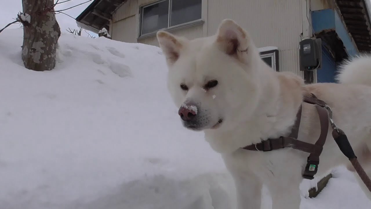 秋田犬ゆうき 飼い主のおならを自分のものと勘違いして飛び起きる 微爆音注意 Akita Dog 的youtube视频效果分析报告 Noxinfluencer