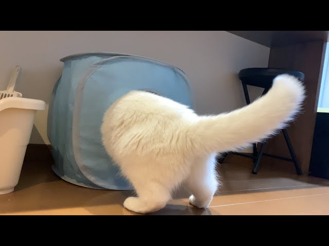 テントの中でゆるい喧嘩をする猫たち！