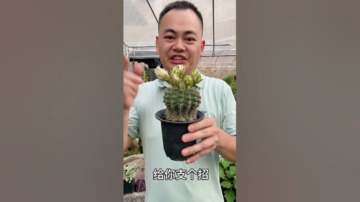 仙人掌促花方法一次開花多 - 天天要聞