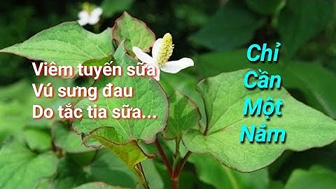 TÁC DỤNG CHỮA BỆNH KHÔNG NGỜ CỦA DIẾP CÁ | CUỘC SÓNG VÙNG CAO