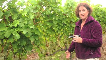 Fruit Maturity Sampling in Wine Grapes - Part 2