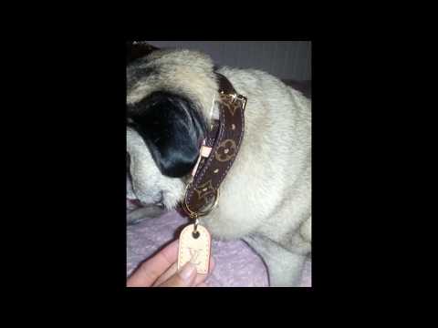 pug-&-louis-vuitton-baxter-monogram-dog-collar!