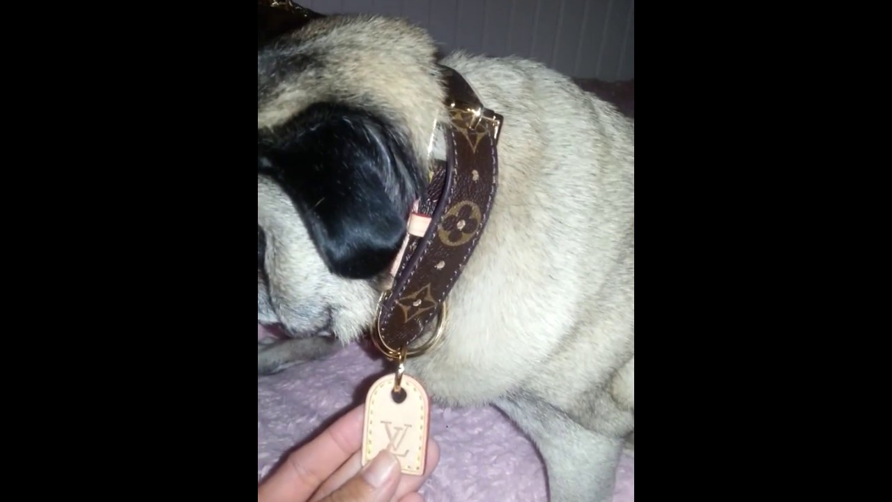 PUG & Louis Vuitton BAXTER monogram dog collar! - YouTube