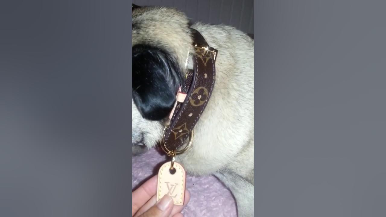 Louis Vuitton, Dog, Louis Vuitton Baxter Dog Collar Leash