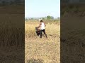 धान काटने वाला मशीन 2026 #riteshvlogsrv#farming #dhan #agriculture #shorts#shortvideo#shortvideo