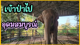 คุณนายหางดี🐘ตื่นเช้ามาไม่ใช่เเค่เพียงดูลูกชาย⁉️