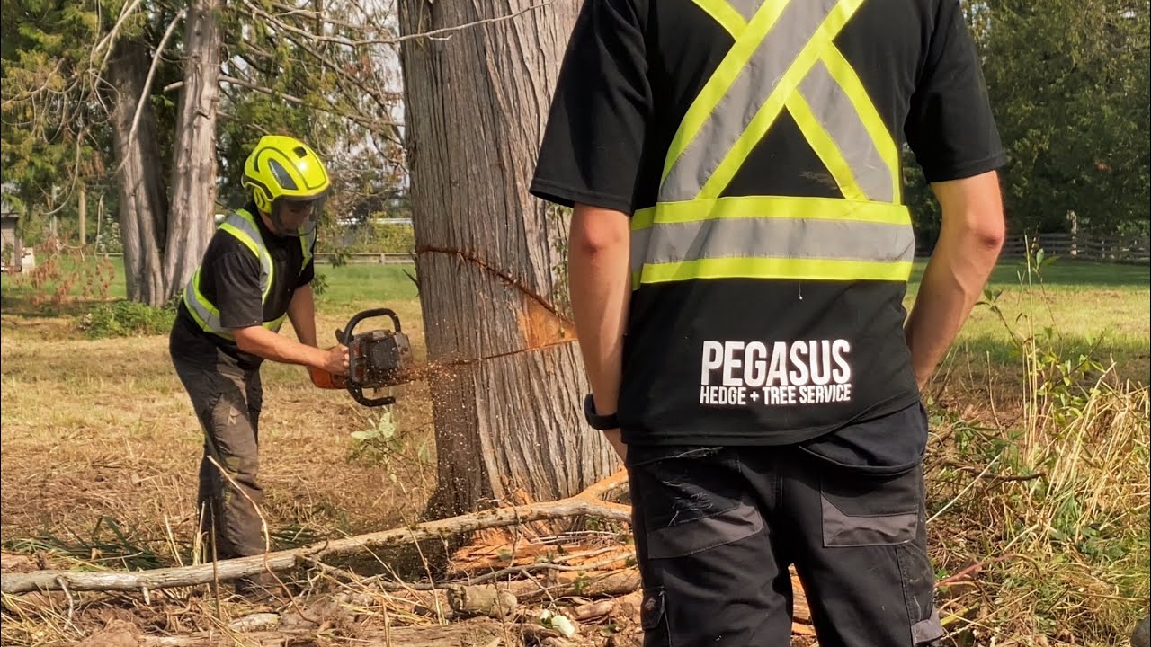 🌳 80ft Cedar Tree Removal - YouTube