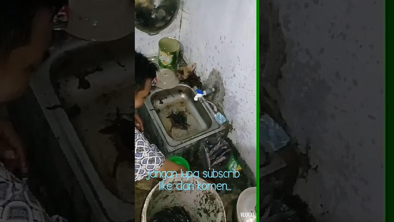 Cara mematikan ikan lele dengan santuy... 