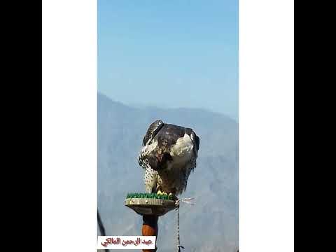 عشق القرانيس النداره