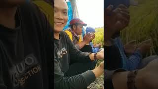 Google bacakan doa untuk para petani #panenpadi #petani #syukuran #doa #selamatan #google #indonesia