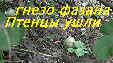 Гнездо Фазана / уже есть птенцы / вылупились птенцы / яйца фазанов