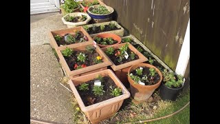 Chriss Bedding Plants Are All Planted Up in Bempton Bridlington