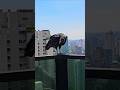 Birds in Brasil - São Paulo #bird #birds #birdslover #saopaulo #brasil
