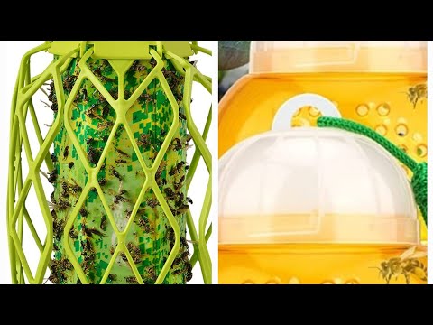 Side-by-Side Wasp Trap