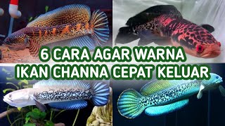 6 Cara Agar Ikan Channa Cepat Keluar Warna