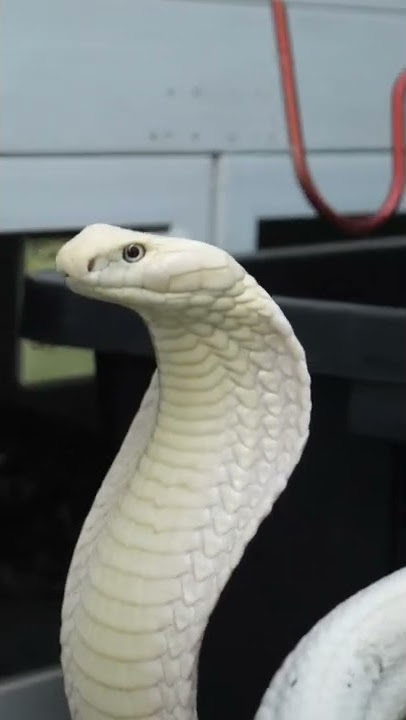 remembering Lilith the all white king cobra
