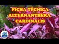 FICHA TÉCNICA PLANTA ALTERNANTHERA CARDINALIS