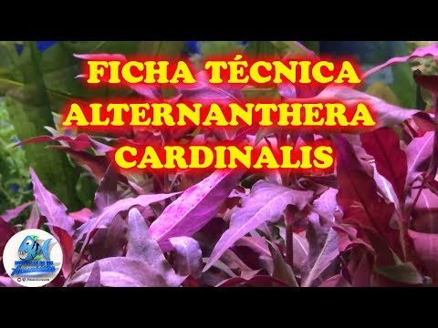 Vídeo: Alternantera Colorida De Reineck