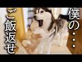 こっそり猫のご飯を食べちゃって本気で怒られるハスキー犬がこちら...