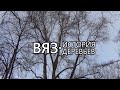 Вяз. История деревьев - Выпуск 3