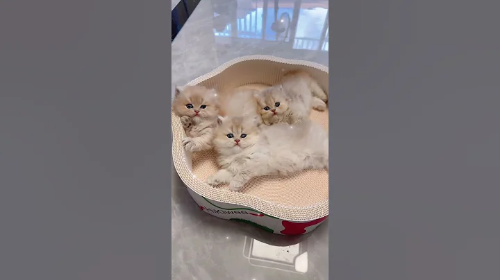 Watch the video about Adorable newborn kittens