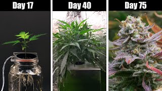 Growing Cannabis 🥦 Seed to Harvest (TimeLapse 75 Days) Low Ryder Plant