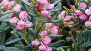 картинка: Част.2.Вічнозелені рослини мого саду #декоративнийсад 