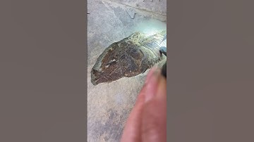 Preparation Fossil Fish