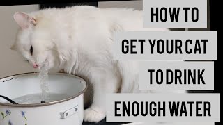 How to get your cat to drink water daily | DIY Cat water fountain