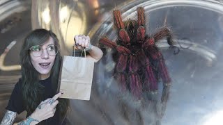 Inside the MASSIVE Tinley NARBC Expo  SPOOKY Old World Tarantula, JUMPING SPIDERS decor & MORE HAUL