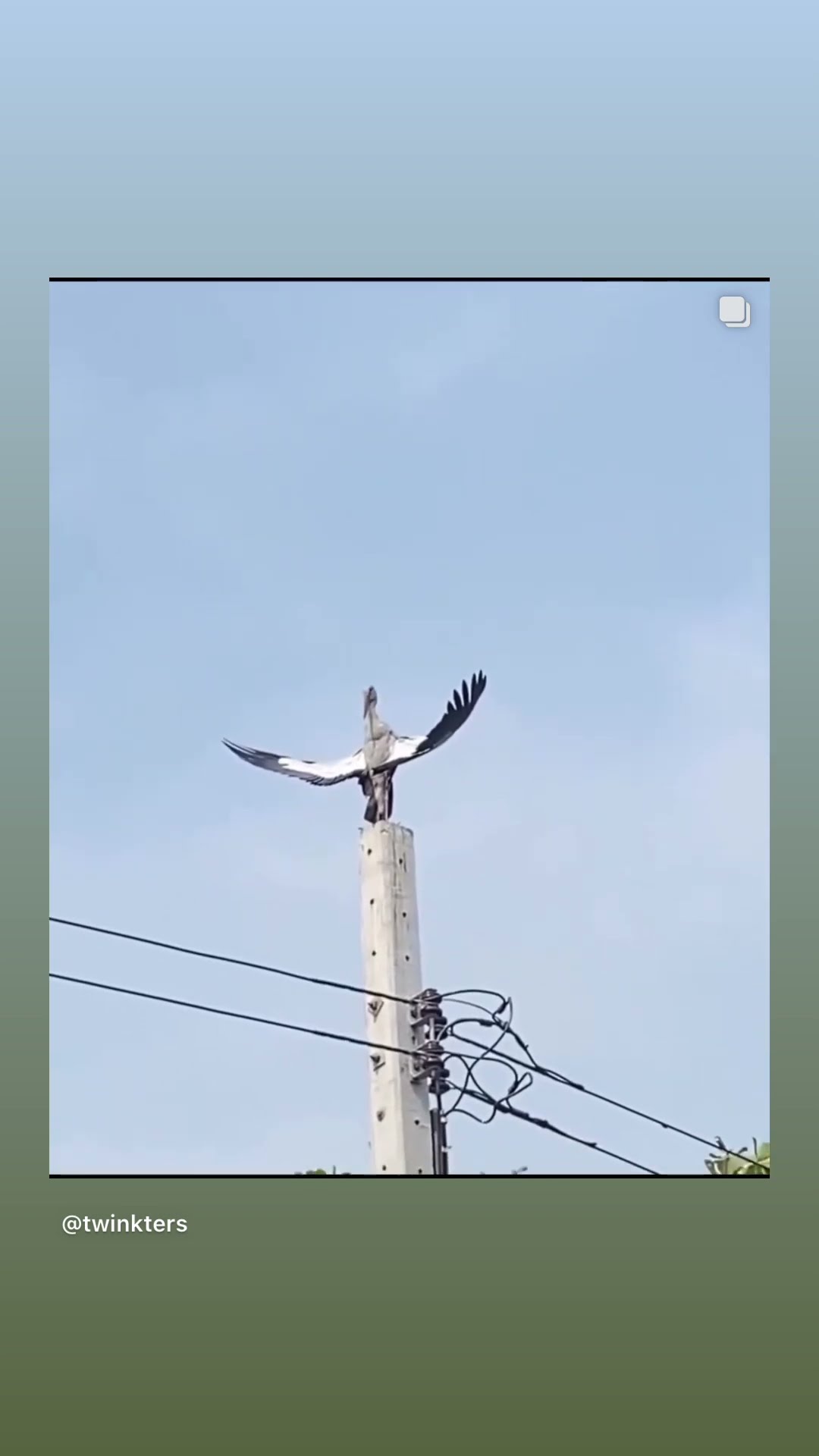 Never saw a bird do this #hoodnews #bird #birds #birdslover #birdwatching #birdlovers #trending #how