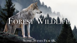 Forest Wildlife In 4K - Animals That Call The Forest Home | Scenic Relaxation Film