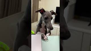 Funny  time  #dog #greyhound #italiangreyhound #cutedog #pet #dogclothes #doglife #iggy