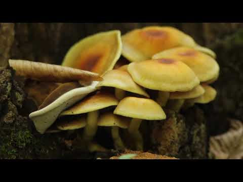 Mushrooms - Грибы - სოკო მანჭკვალას მატყუარა