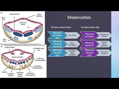 ANATOMIA CEREBRAL Y ECOGRAFIA TRANSFONTANELAR parte 1