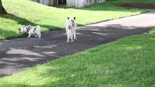 Akita Puppies For Sale