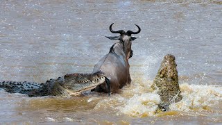 How Crocodile Hunts Wildebeest Success