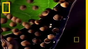 Trials of a Tadpole | National Geographic