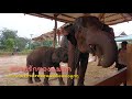 ความรักของแม่ลูกและความรักของพ่อลุนแม่ต้อยที่ห่วงแม่ฉายสุดหัวใจ family Elephants