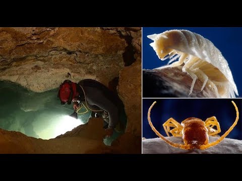 Movile Cave | The Only Place On Earth Like Mars Habitat